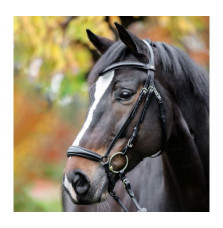 Ogłowie Proline Anna Kavalkade