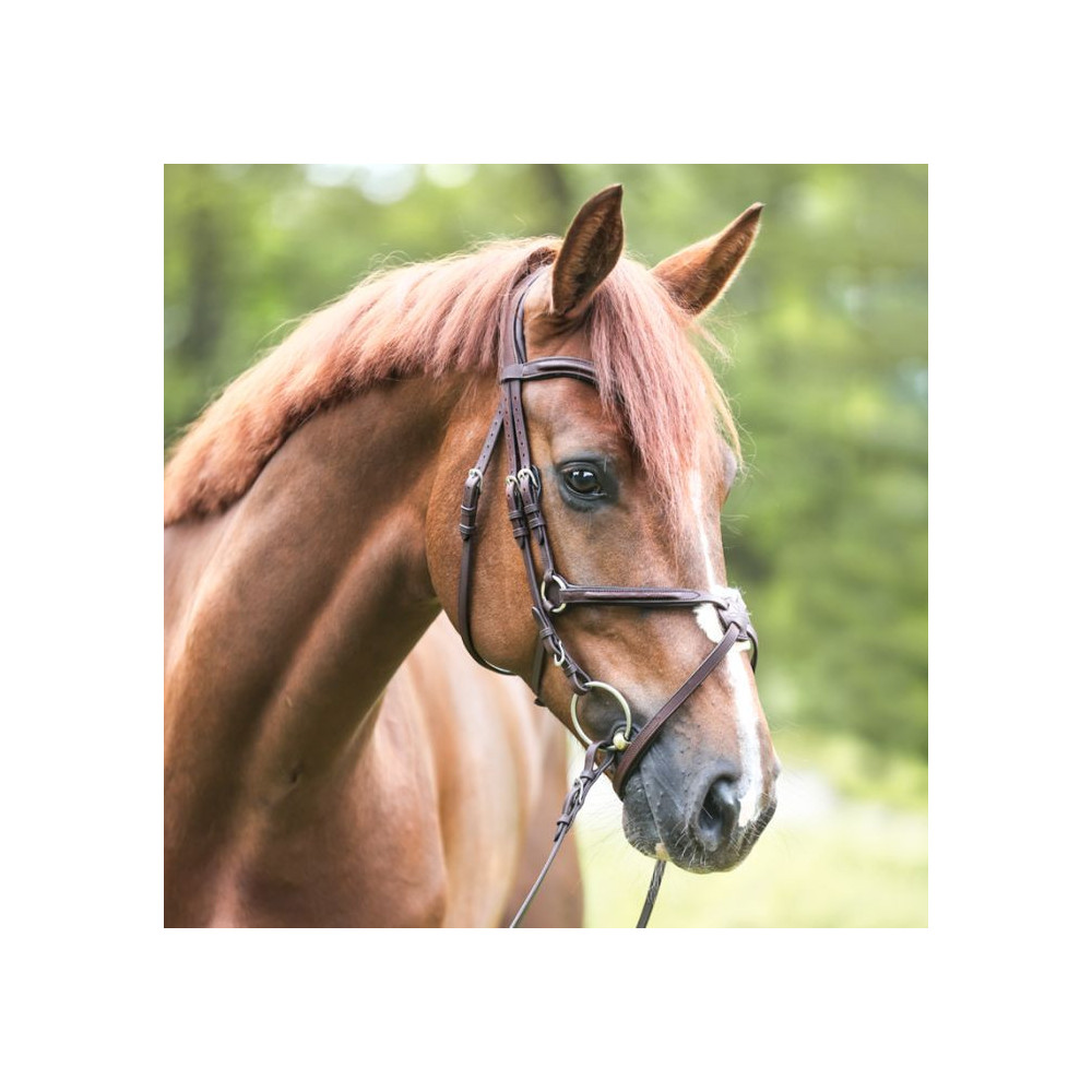 Ogłowie Z Nachrapnikiem Meksykańskim Everado Kavalkade