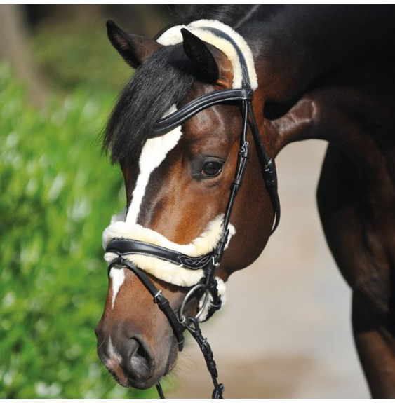 Ogłowie Anatomiczne Ivy Kavalkade