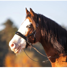Ogłowie Bezwędzidłowe Coco FR Equestrian