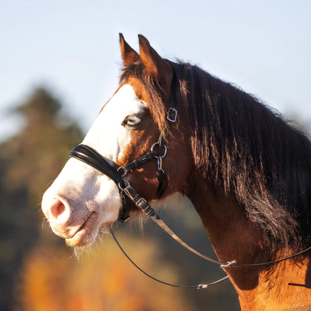 Ogłowie Bezwędzidłowe Coco FR Equestrian