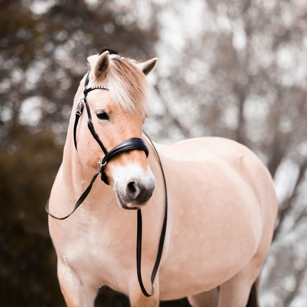 Ogłowie Bezwędzidłowe Coco FR Equestrian