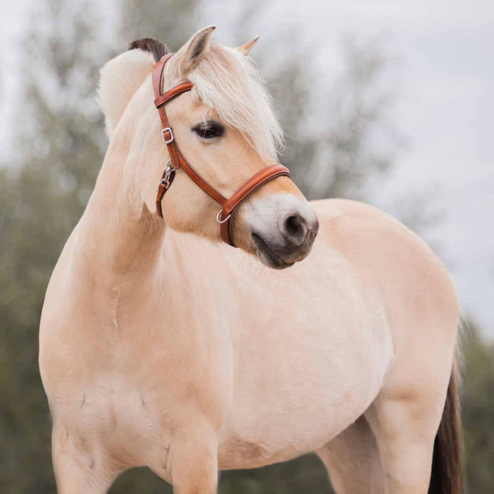 Ogłowie Bezwędzidłowe Sidepull Musa FR Equestrian