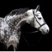 Ogłowie Bezwędzidłowe Multi-Bridle Lola FR Equestrian