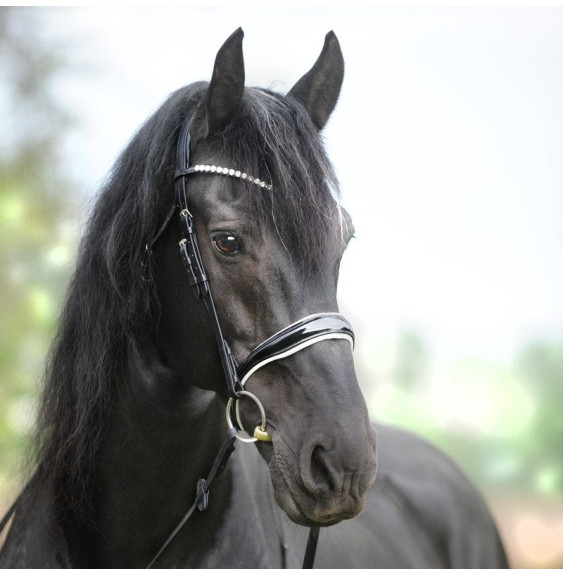 Ogłowie z Anatomicznym Nachrapnikiem Juliana Kavalkade