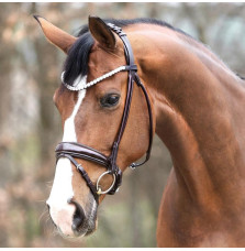 Ogłowie Florina Kavalkade