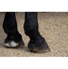 Pianka do Mycia Kopyt Lipowy Gaj