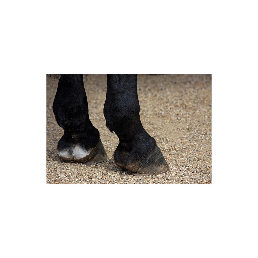 Pianka do Mycia Kopyt Lipowy Gaj