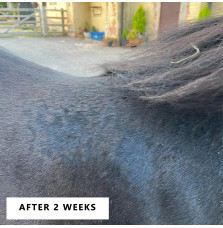 Balsam Łagodzący Swędzenie Itch Soothie Balm Smart Grooming