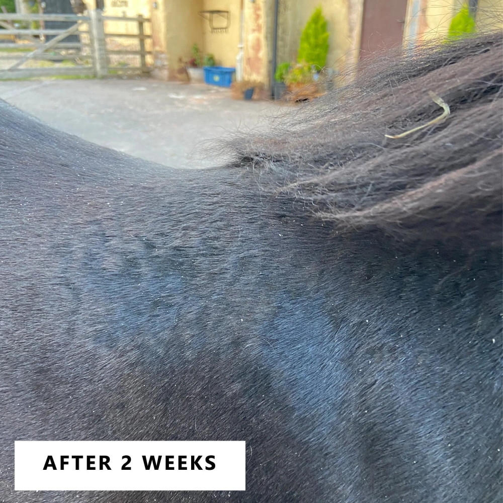 Balsam Łagodzący Swędzenie Itch Soothie Balm Smart Grooming