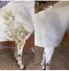 Suchy Szampon Polar White Smart Grooming