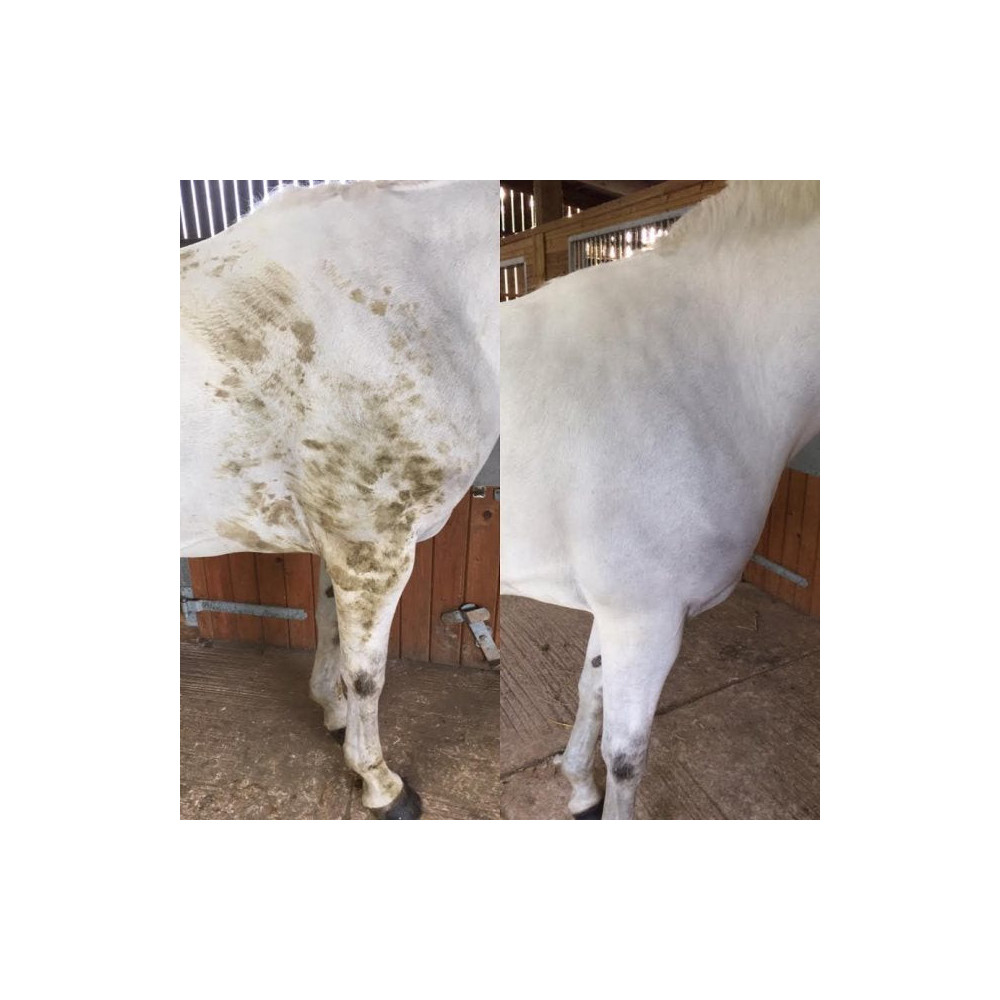 Suchy Szampon Polar White Smart Grooming