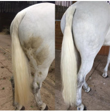 Suchy Szampon Polar White Smart Grooming