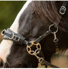 Czanki FR Equestrian