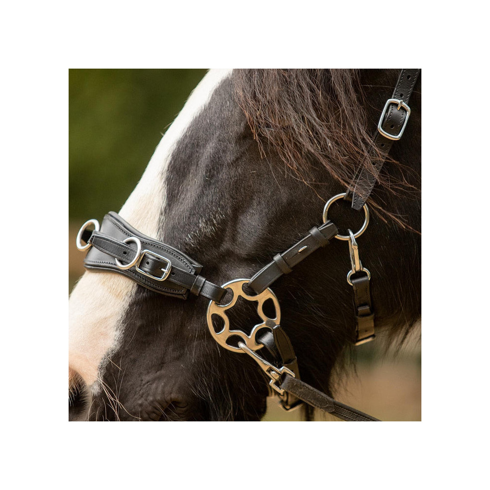 Czanki FR Equestrian