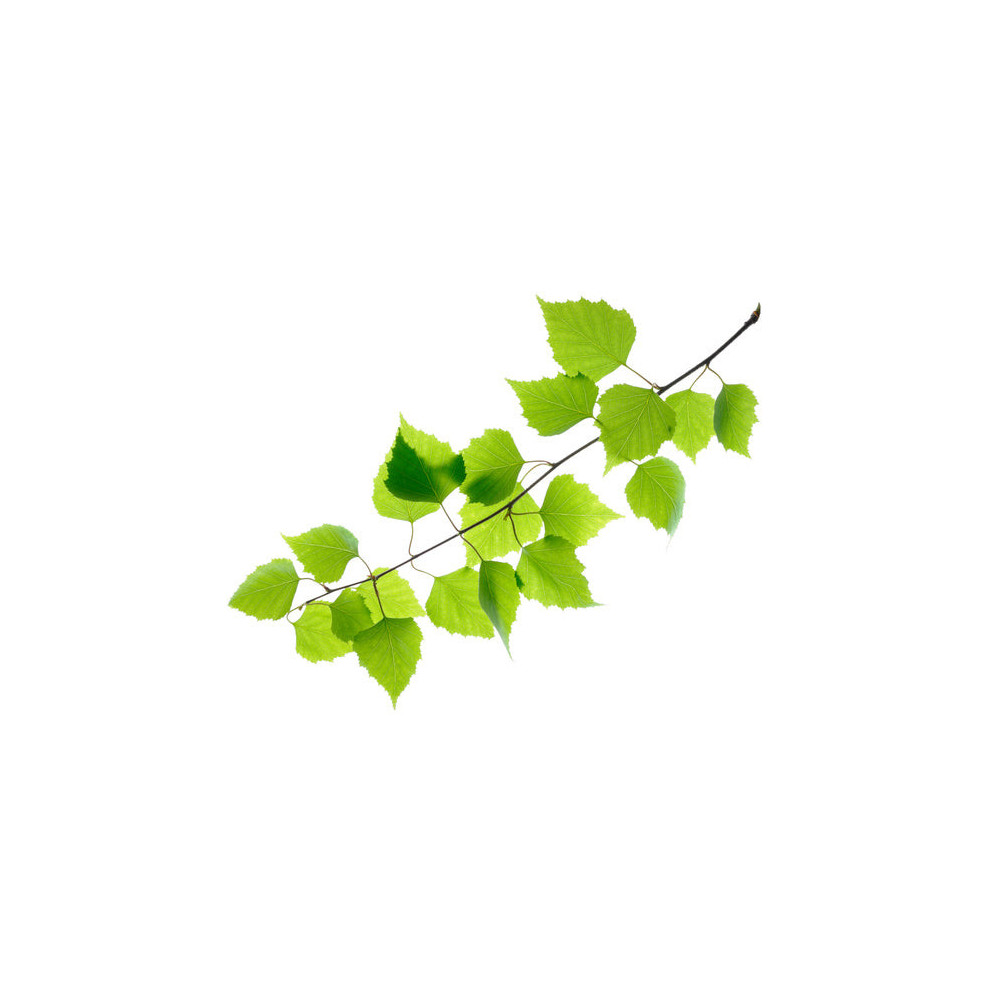 Brzoza Liść Equiherbs