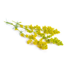 Przytulia Właściwa Ziele Equiherbs