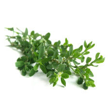 Rdest Ptasi Equiherbs