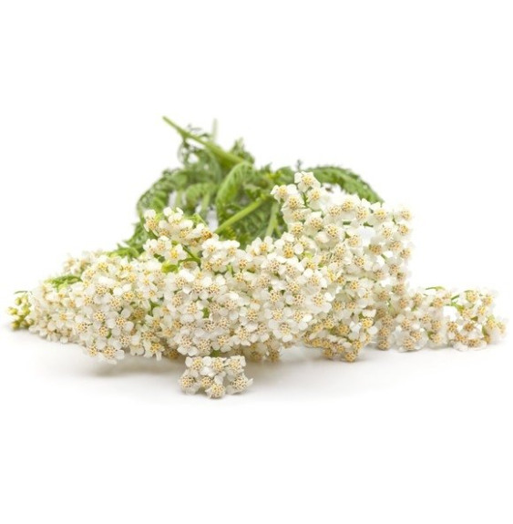 Krwawnik Pospolity Equiherbs