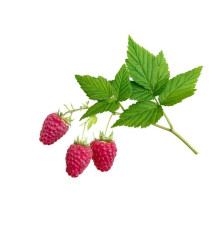 Malina Liść Equiherbs