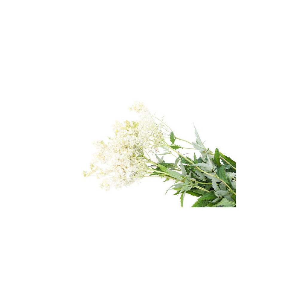 Wiązówka Błotna Equiherbs