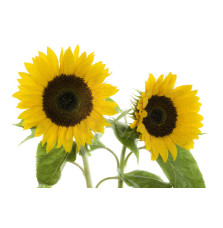 Łuska Słonecznika 7kg Equiherbs