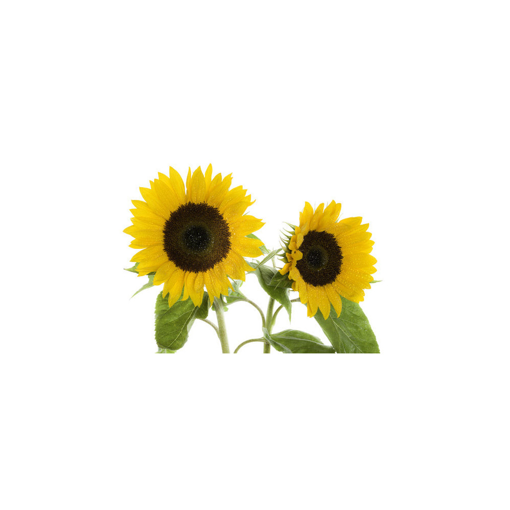 Łuska Słonecznika 7kg Equiherbs