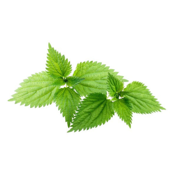 Pokrzywa Zwyczajna Equiherbs