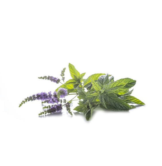 Mięta Pieprzowa Equiherbs