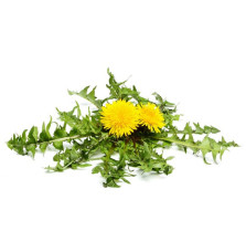 Mniszek Lekarski Equiherbs