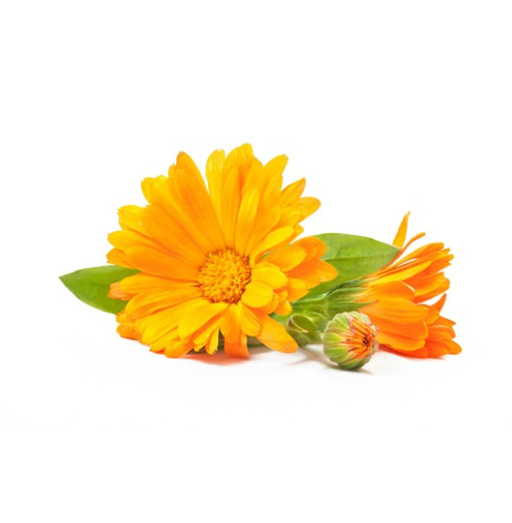 Nagietek Kwiat Equiherbs