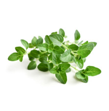 Oregano Equiherbs