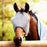 Maski i Flędzle na Owady